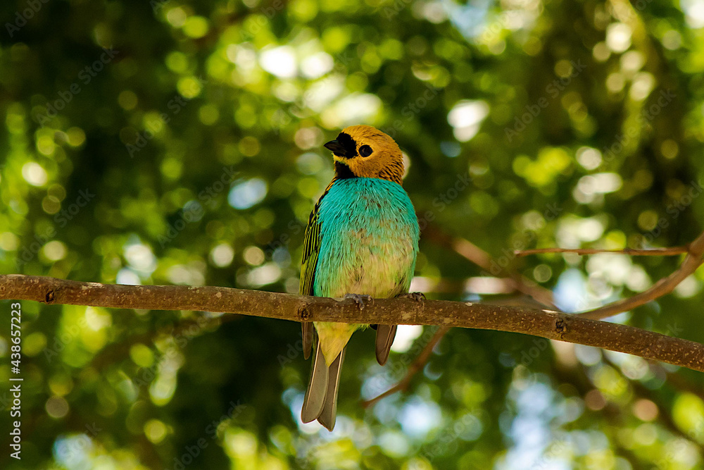 Fototapeta premium blue and yellow bird