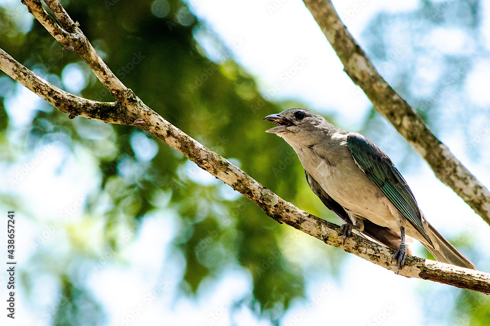 bird on a branch singing bird on a branch singing