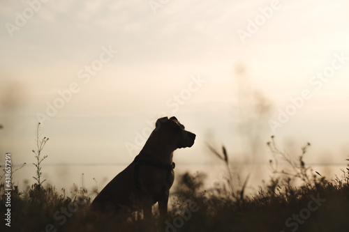Staffordshire terrier dog silhouette in grass by the sea at sunset, hiking active pets