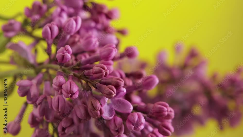 Branch with many fragrant lilac flowers on a yellow background. Macro timelapse of blooming purple buds. Concept of continuing life Branch with many fragrant lilac flowers on a yellow background. Macro timelapse of blooming purple buds. Concept of continuing life
