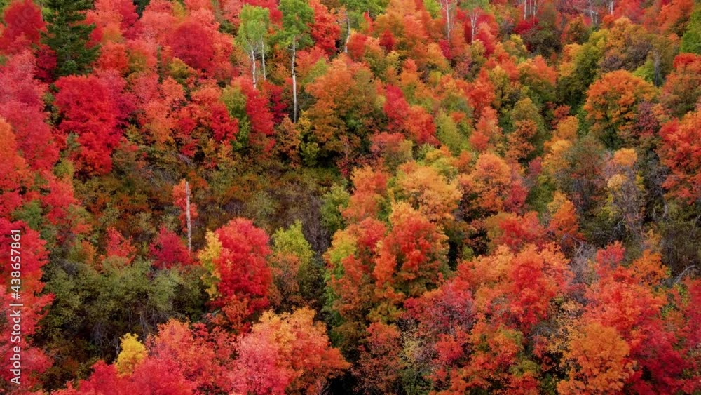 Flying over a mountainside forest in Wyoming covered with trees turning their fall colors Flying over a mountainside forest in Wyoming covered with trees turning their fall colors