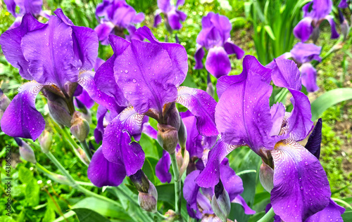 Raindrops on the petals of beautiful purple iris flowers.