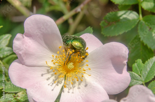 Grüner Käfer auf einer Hundsrosenblüte