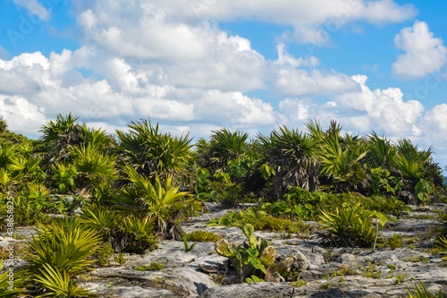 Vegetation of the cliffs of the coasts of the Caribbean Sea in Tulum