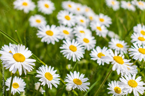 white and pink daisies in a green meadow close-up © Dyukareva Olga