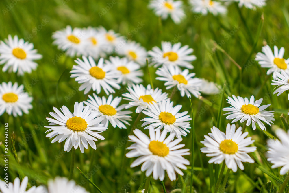 white and pink daisies in a green meadow close-up white and pink daisies in a green meadow close-up