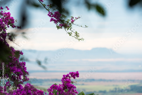 Purple bougainvillea flowers around the frame on selective focus and a natural background with hills and trees in the open field, horizontal image with copy space photo