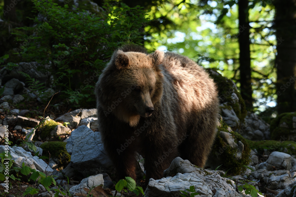 Frei lebender slovenischer Braunbär im Wald Frei lebender slovenischer Braunbär im Wald