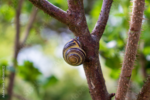 Snail on a branch. Big snail sitting on a small branch in the sunlight waiting for the rain