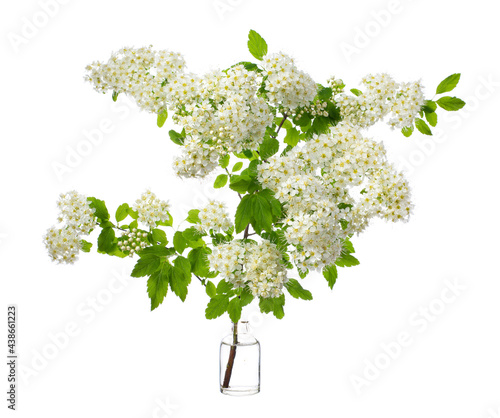 Spiraea chamaedryfolia (germander meadowsweet or elm-leaved spirea) in a glass vessel on a white background
