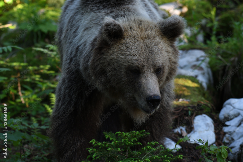 Frei lebender slovenischer Braunbär im Wald