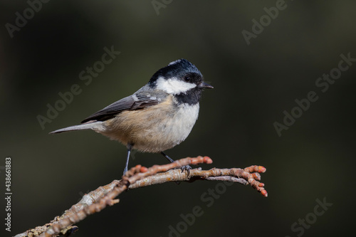 Selective focus of a Coal tit (Periparus ater) perched on a branch against an out of focus background.