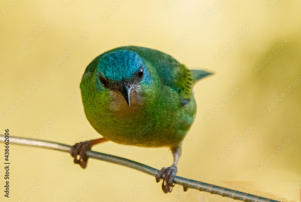 Obraz premium green and blue bird