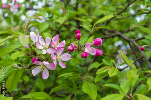 blooming apple tree branch close up pink flowers