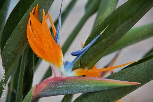 Close-up of a Strelitzia reginae, known by the common names Strelitz or bird of paradise, is a species of herbaceous plant. photo