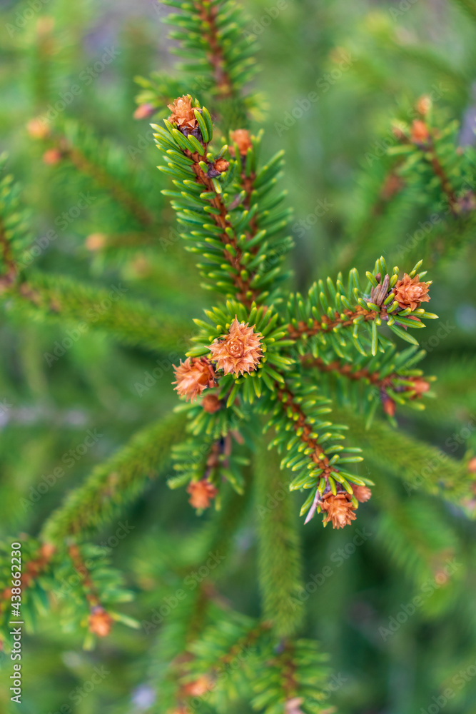 A young sapling of spruce grows in the ground. Sapling spruce planted by man. Forest management. Spruce painted against pests. Selective focus