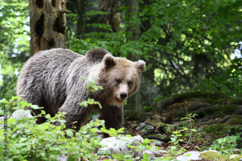 Frei lebender slovenischer Braunbär im Wald