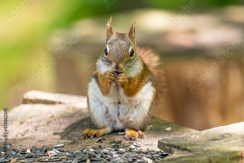 Cute squirrel sitting on log eating sunflower seeds