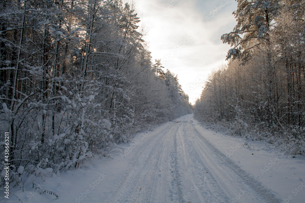 Winter road in the forest