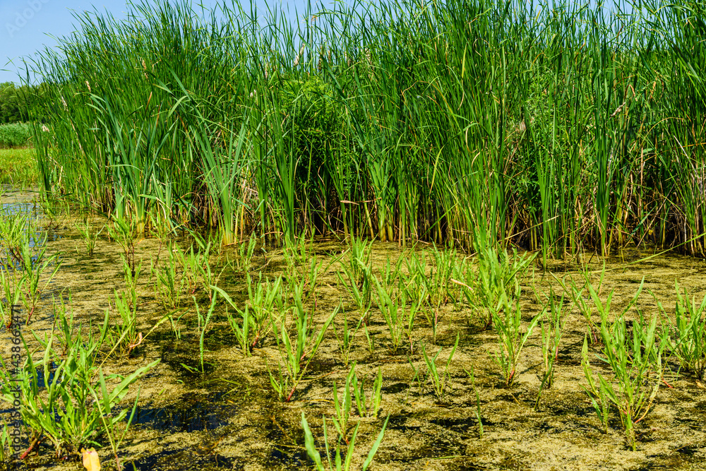 Obraz premium Bulrush plants growing in the small lake