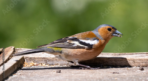 Male chaffinch on a branch