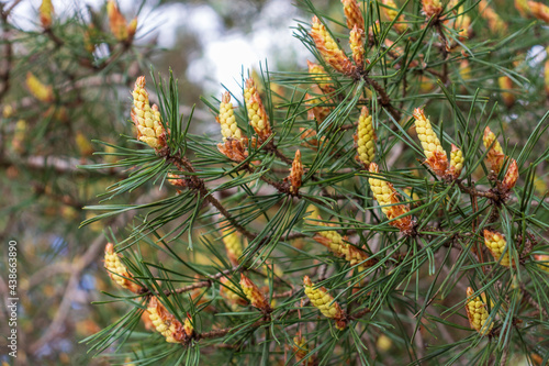 fresh young pine buds  heatlhy drug in alternative medicine. Flowering Branches of Scots pine covered with yellow pollen  male gender. spring season