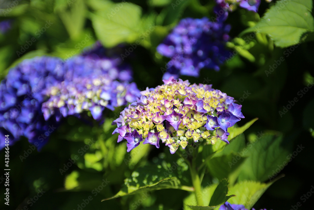 hydrangea, full bloom of hydrangeas hydrangea, full bloom of hydrangeas
