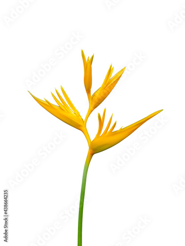 Yellow Heliconia flower blooming isolate on white background.