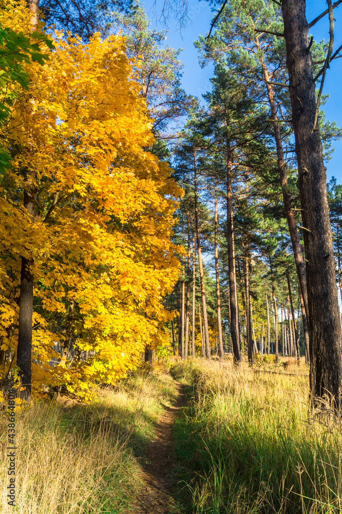 Naklejka premium autumn mixed forest, illuminated by bright rays of the sun