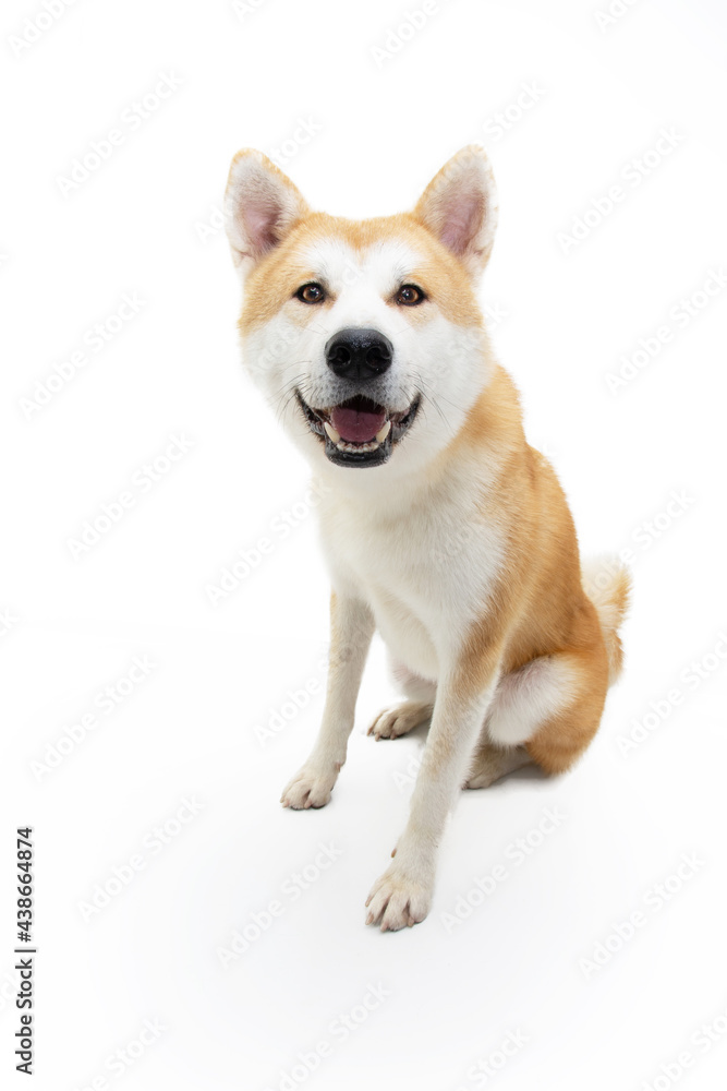 Portrait akita dog sitting and tilting head side. Isolated on white background Portrait akita dog sitting and tilting head side. Isolated on white background