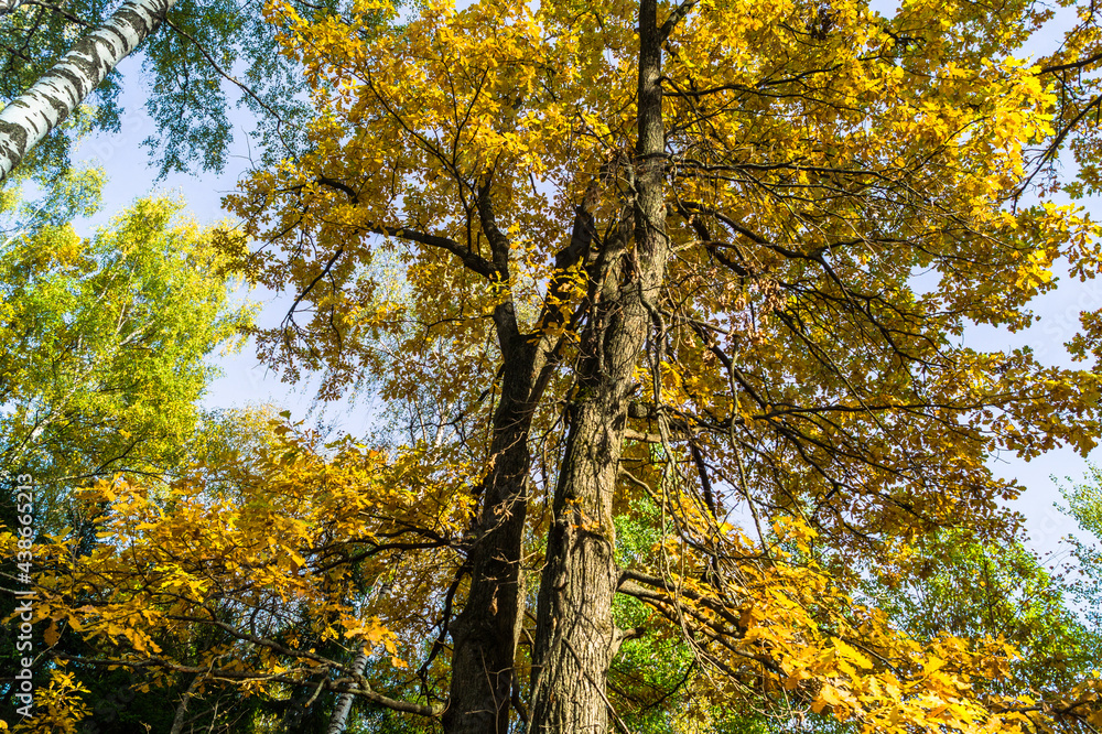 Fototapeta premium crowns of oak trees with yellow foliage.golden autumn