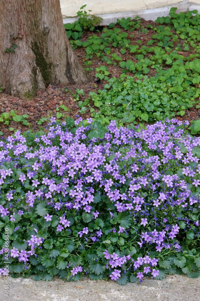 Obraz premium Flowerbed of violets next to a tree