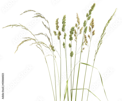 Bent grasses spikelet flowers wild meadow plants isolated on white background. Abstract fresh wild grass flowers, herbs.