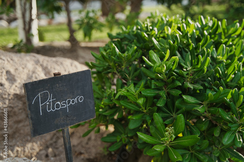 Ornamental plant pitosporum (pittosporum tobira) with the name written on a blackboard. © Fotografia Juan Reig