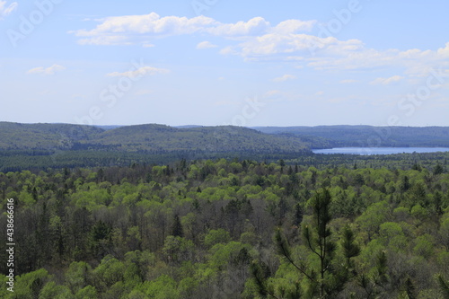 landscape with forest