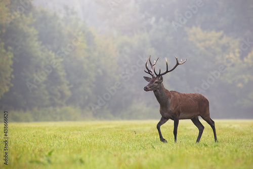 Red deer  cervus elaphus  walking on grassland in autumn mist with copy space. Antlered mammal moving on field with space for text. Stag looking on glade in fog.