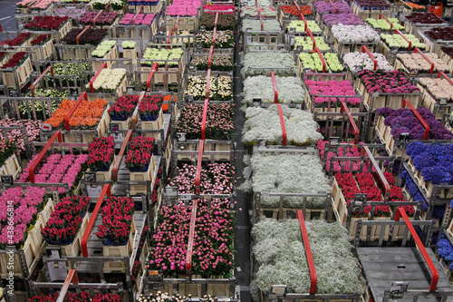 Carts of variety of flowers staging at Aalsmeer  auction market