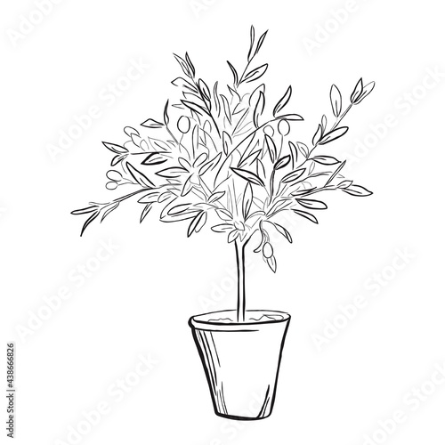 Line art of olive tree in pot. Vector illustration.