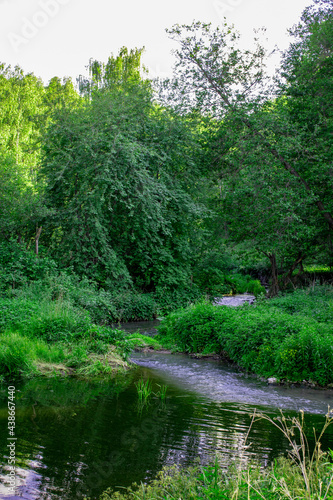 Mountain river with green forest on its banks