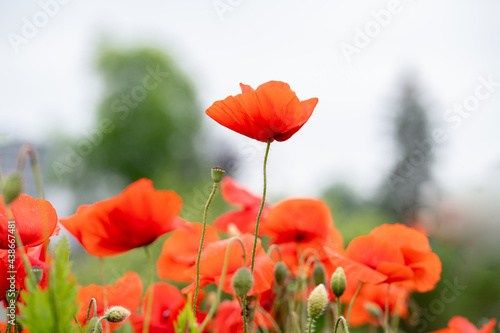 Roter Klatschmohn auf dem Feld