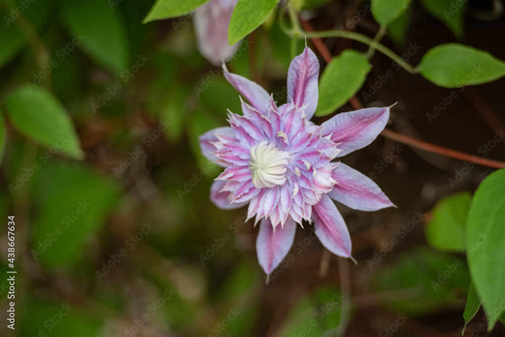 Violett blühende Clematis / Lasurstern Violett blühende Clematis / Lasurstern