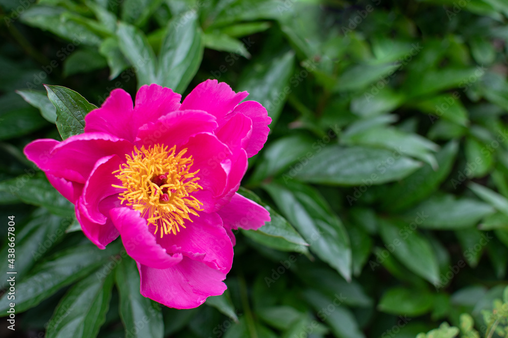 Pink blühende Pfingstrose im Sommer Pink blühende Pfingstrose im Sommer