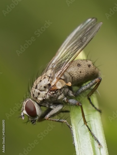 little young fly on the grass