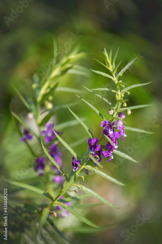 Lavender flowers blooming with fresh green leaves in a scented home garden in the morning. Selective focus on Lavender purple aromatic flower bush.