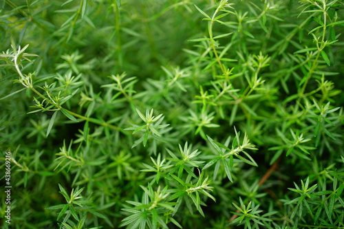 Rosemary, green herb - ローズマリー ハーブ