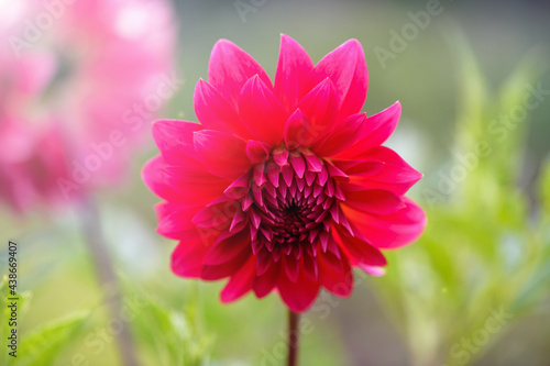 Red dahlia flower close up.  Nature background