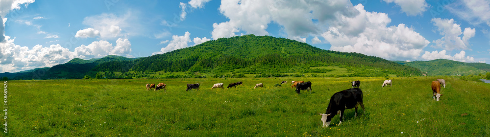 Panorama of green pasture with cows. Warm summer day on a background of blue sky with clouds.