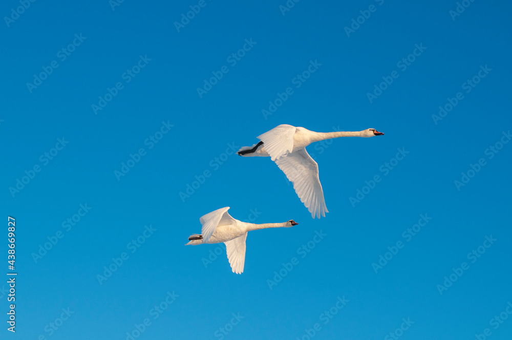 Obraz premium white swans fly in the sky under the bright sun