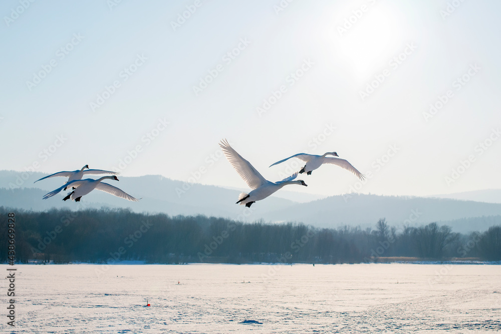 Naklejka premium white swans fly in the sky under the bright sun