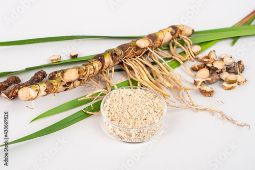 Fresh and dried Acorus calamus roots, also known as sweet flag, calamus leaves and powder isolated on light background. photo